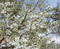 Prunus en flor